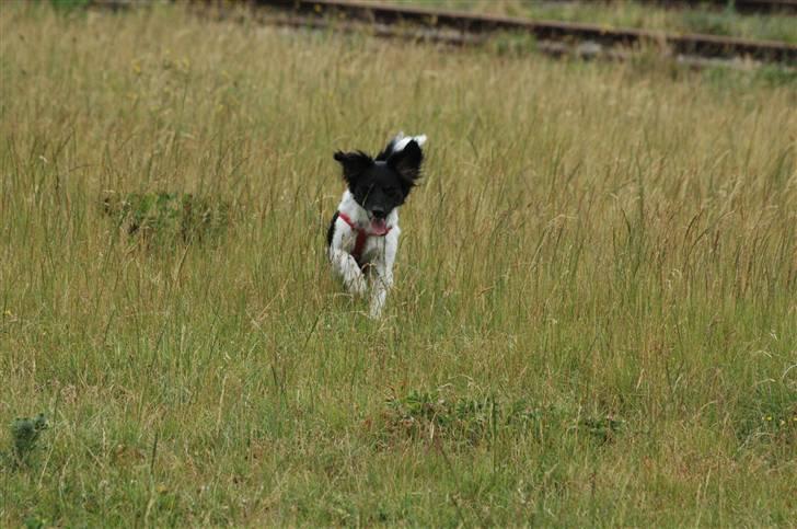 Blanding af racer Mathilde - Moar... billede 16