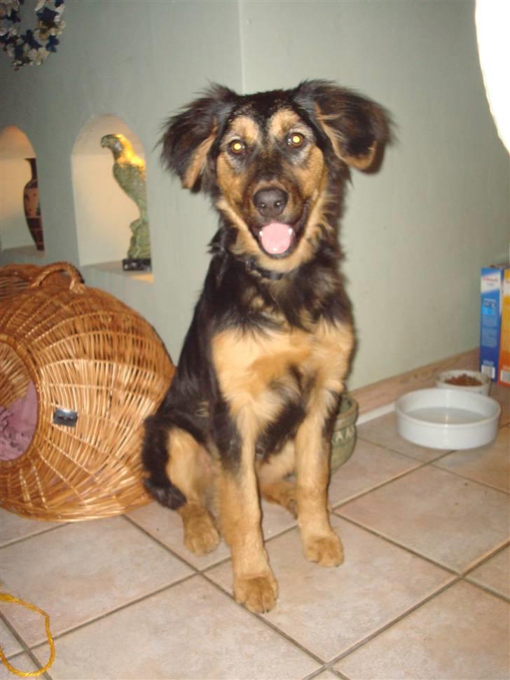 Hovawart Sif billede 1