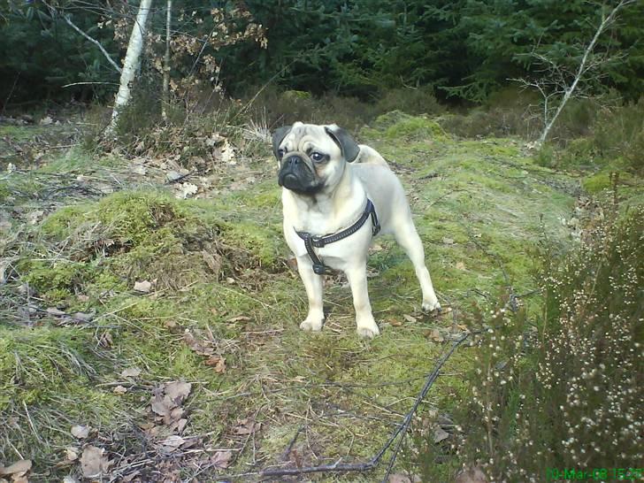 Mops Alfred *RIP* 26-3-2008 -- billede 1