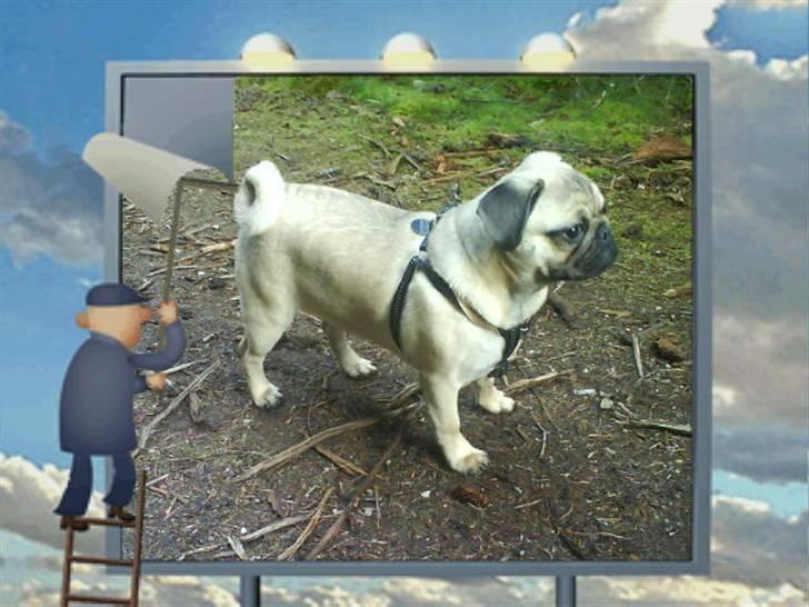 Mops Alfred *RIP* 26-3-2008 -- billede 2