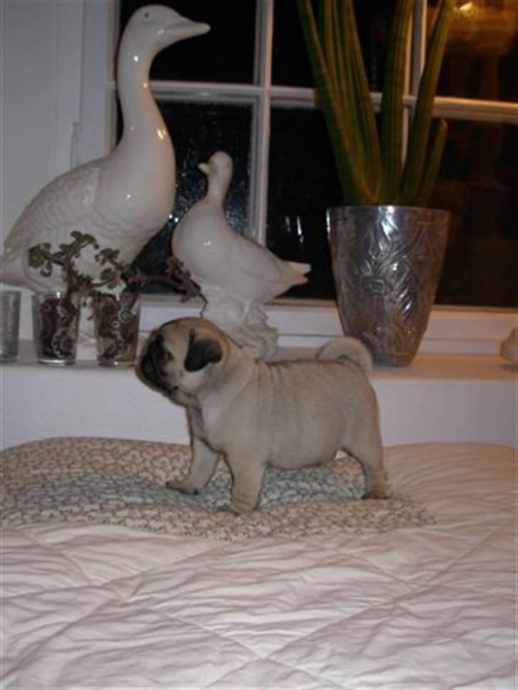 Mops Alfred *RIP* 26-3-2008 -- billede 3