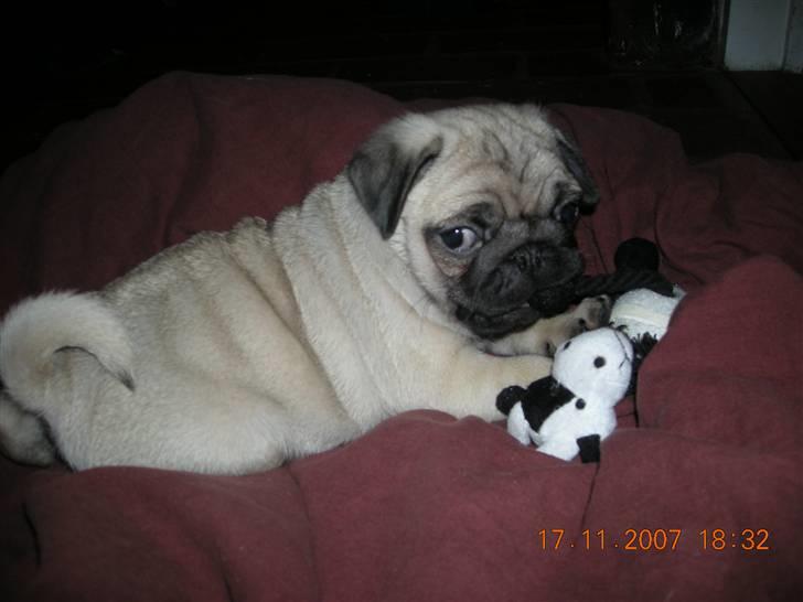 Mops Alfred *RIP* 26-3-2008 -- billede 4