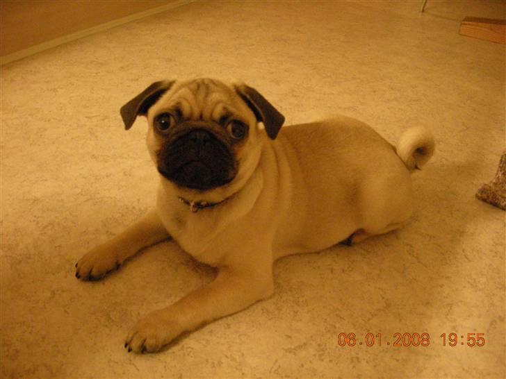 Mops Alfred *RIP* 26-3-2008 -- billede 5