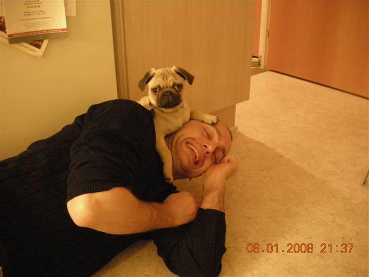 Mops Alfred *RIP* 26-3-2008 -- billede 6