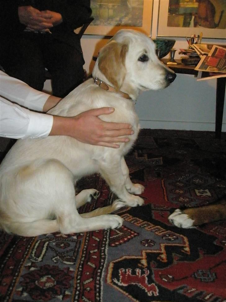 Golden retriever Baloo billede 1