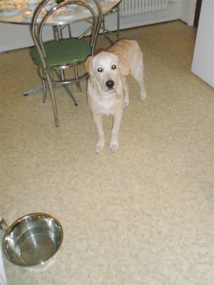 Golden retriever Baloo billede 10