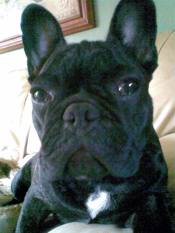 Fransk bulldog Ove * Sover godt nu * :'(  † billede 6