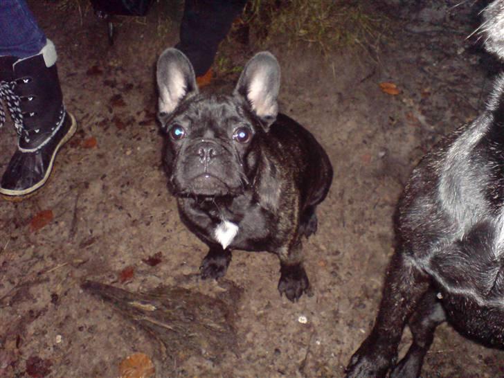 Fransk bulldog Ove * Sover godt nu * :'(  † billede 7