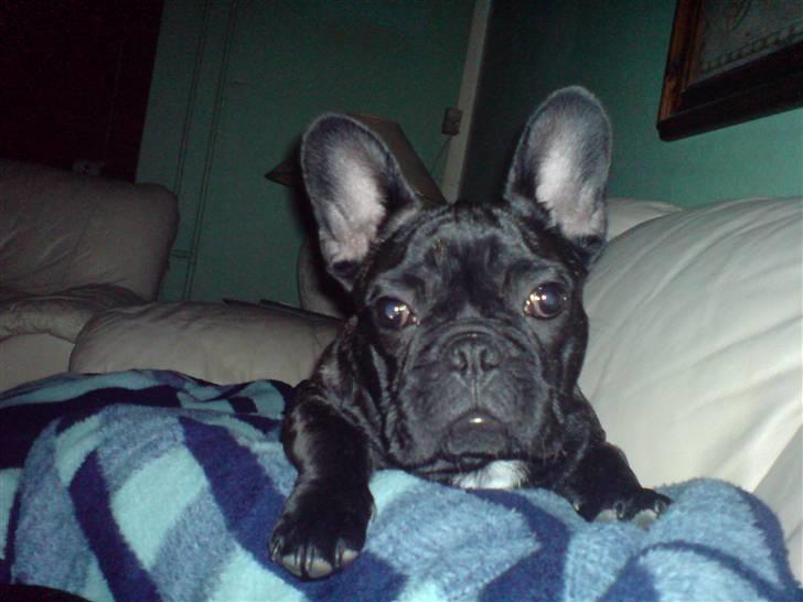 Fransk bulldog Ove * Sover godt nu * :'(  † billede 8