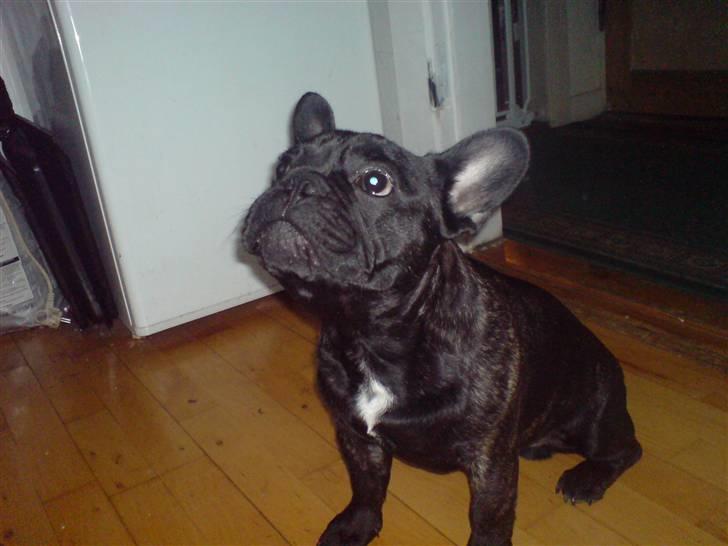 Fransk bulldog Ove * Sover godt nu * :'(  † billede 9