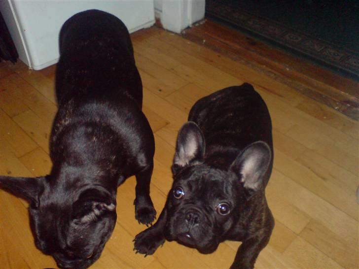 Fransk bulldog Ove * Sover godt nu * :'(  † billede 10