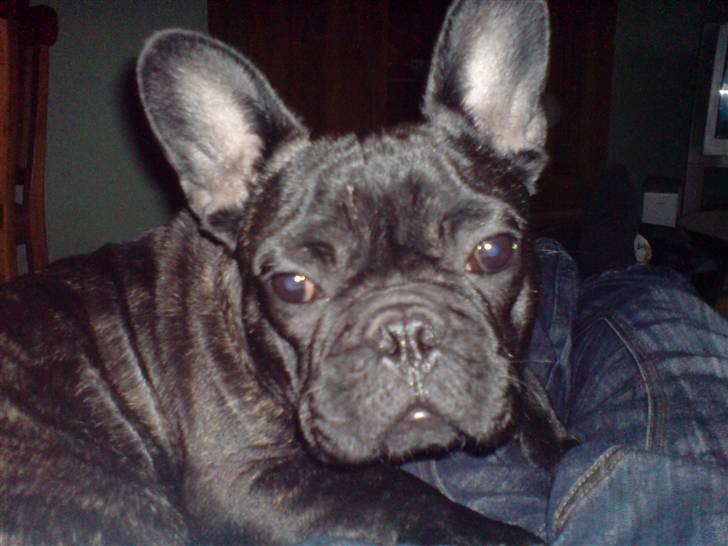 Fransk bulldog Ove * Sover godt nu * :'(  † billede 11