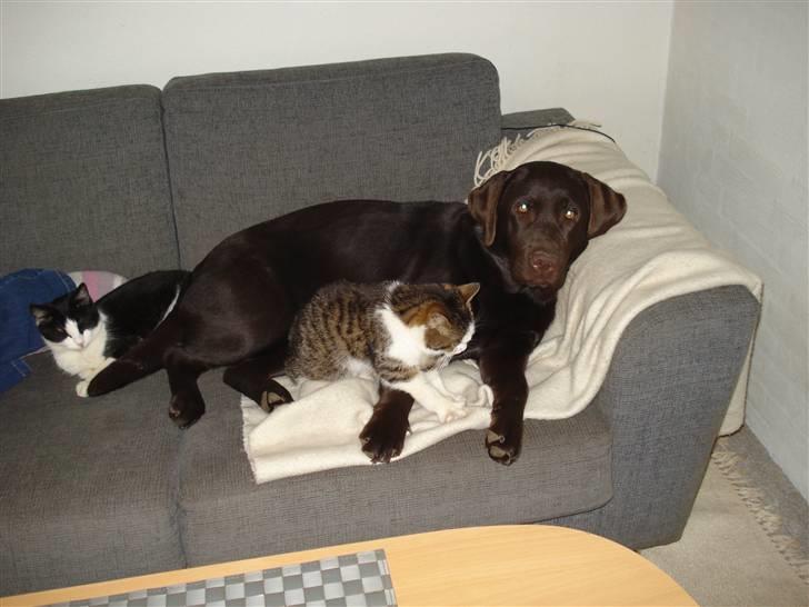 Labrador retriever Cocio - ja vi råhygger os lige sammen :) billede 10