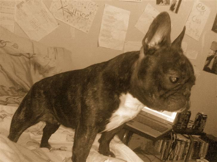 Fransk bulldog ~Chick~ billede 12