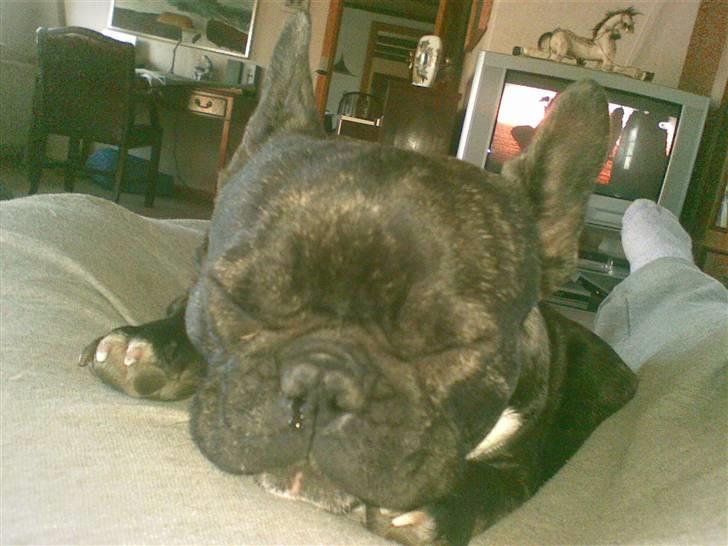 Fransk bulldog ~Chick~ billede 14