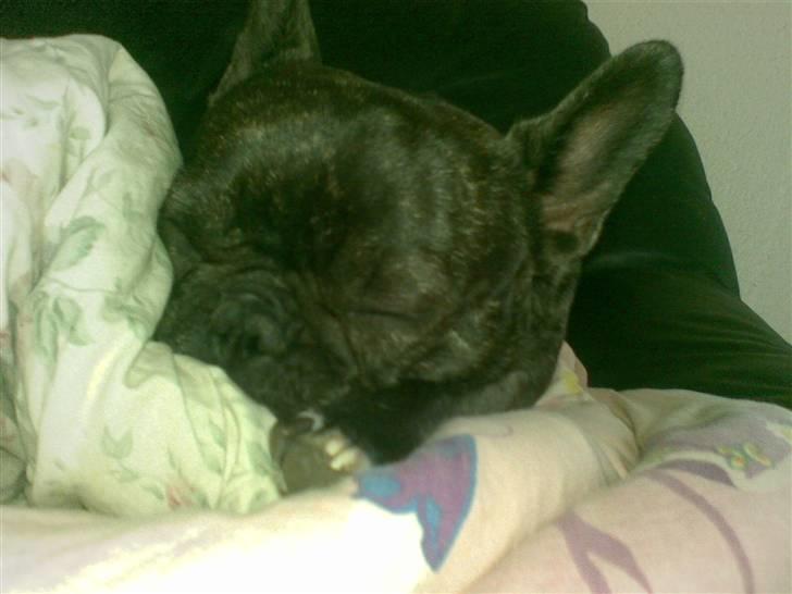 Fransk bulldog ~Chick~ billede 15