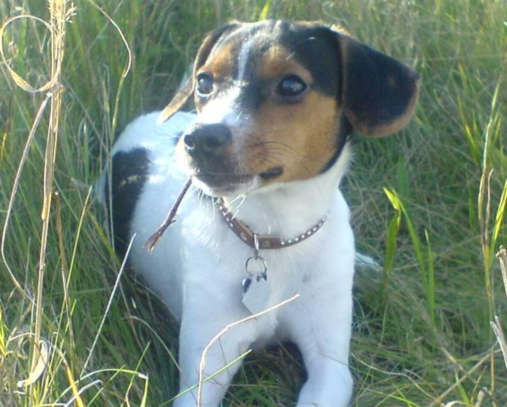 Dansk svensk gaardhund Oliver - Oliver ryger åbenbart når mor ik holder øje.. :o) billede 1