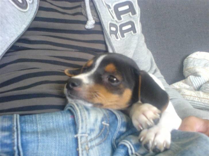 Dansk svensk gaardhund Oliver - Åh Suk... Oliver ligner tit en der dagdrømmer om store kødben og smukke tæver :D billede 2