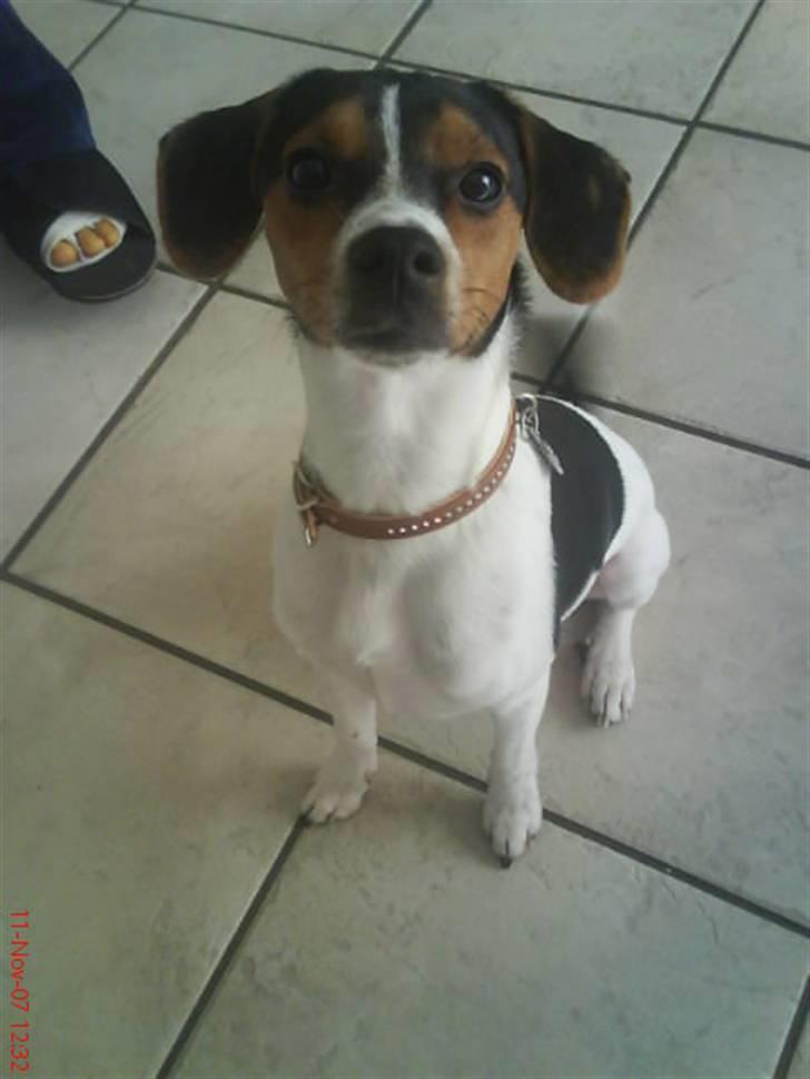 Dansk svensk gaardhund Oliver - Se hvor fint jeg sidder :D billede 5