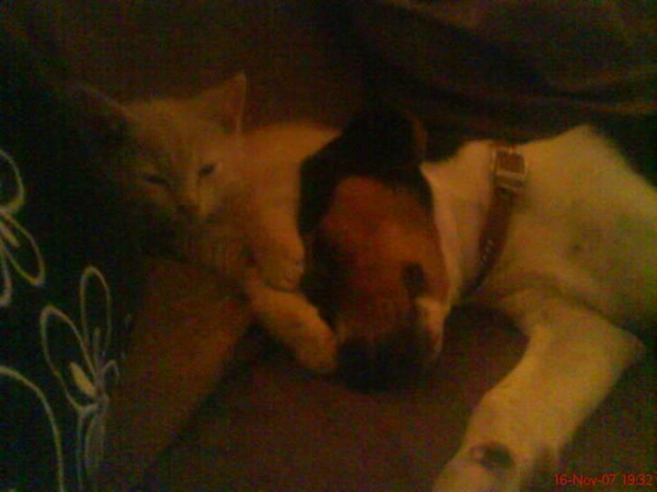 Dansk svensk gaardhund Oliver - Zzz Zzz.. Man blir træt af at jagte hinanden.. :) billede 7