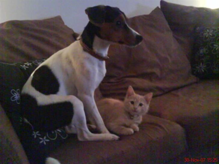 Dansk svensk gaardhund Oliver - Best friends.. billede 9