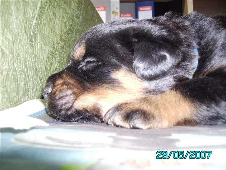 Rottweiler Mozart billede 1