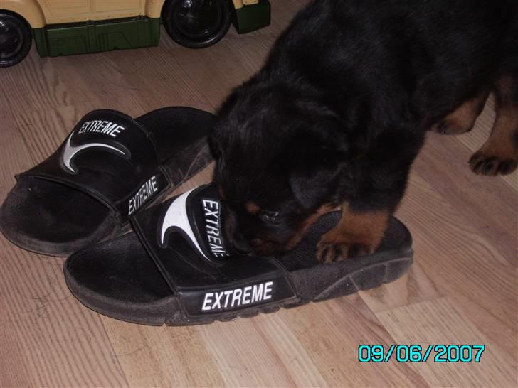 Rottweiler Mozart billede 2