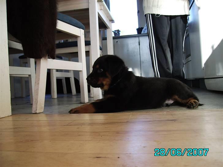 Rottweiler Mozart billede 3