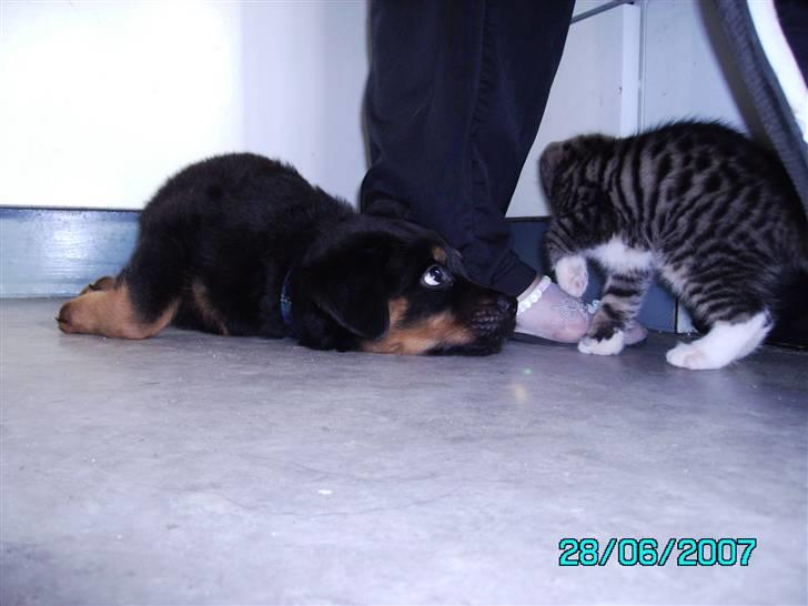 Rottweiler Mozart billede 4