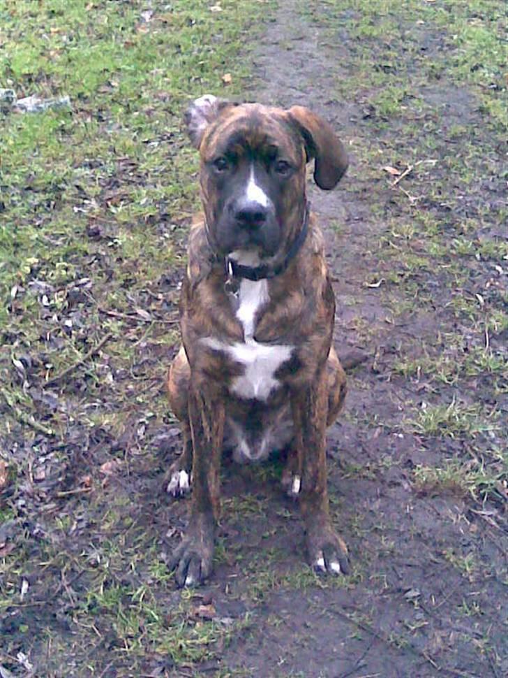 Blanding af racer Baloo mastiff / boxer - Smiiil ! :b billede 11