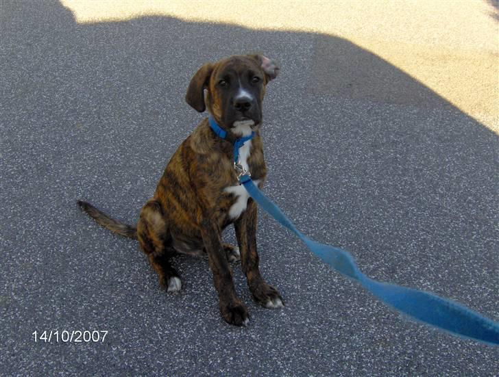 Blanding af racer Baloo mastiff / boxer - Her sidder jeg :b billede 12
