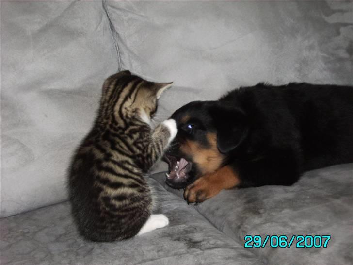 Rottweiler Mozart billede 5