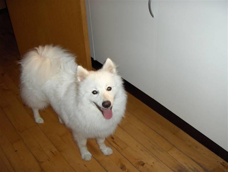 Japansk spids Kenzo billede 9