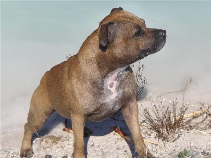Staffordshire bull terrier Chang billede 1