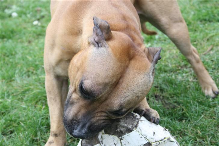 Staffordshire bull terrier Chang billede 2