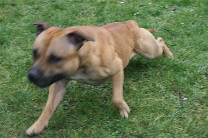 Staffordshire bull terrier Chang billede 3