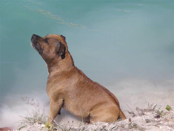 Staffordshire bull terrier Chang billede 4