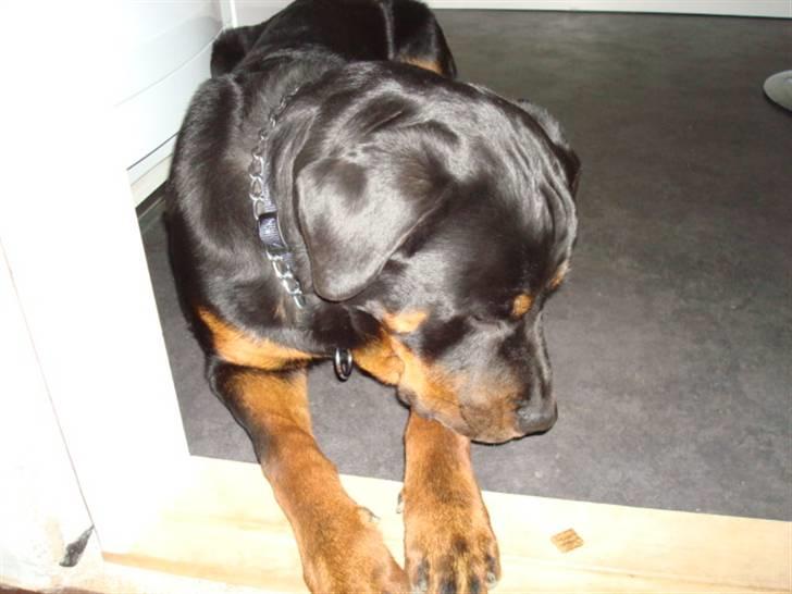 Rottweiler Buster - sig nu værsgo :) billede 17