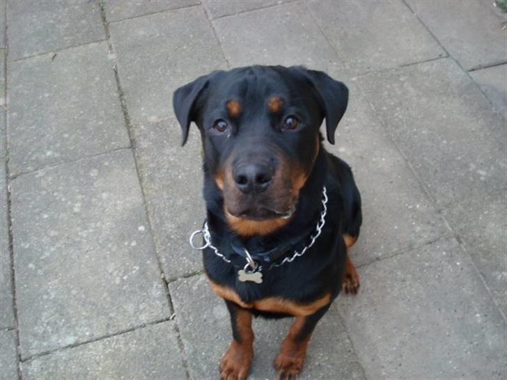 Rottweiler Buster - ja så er jeg blevet størrer billede 18
