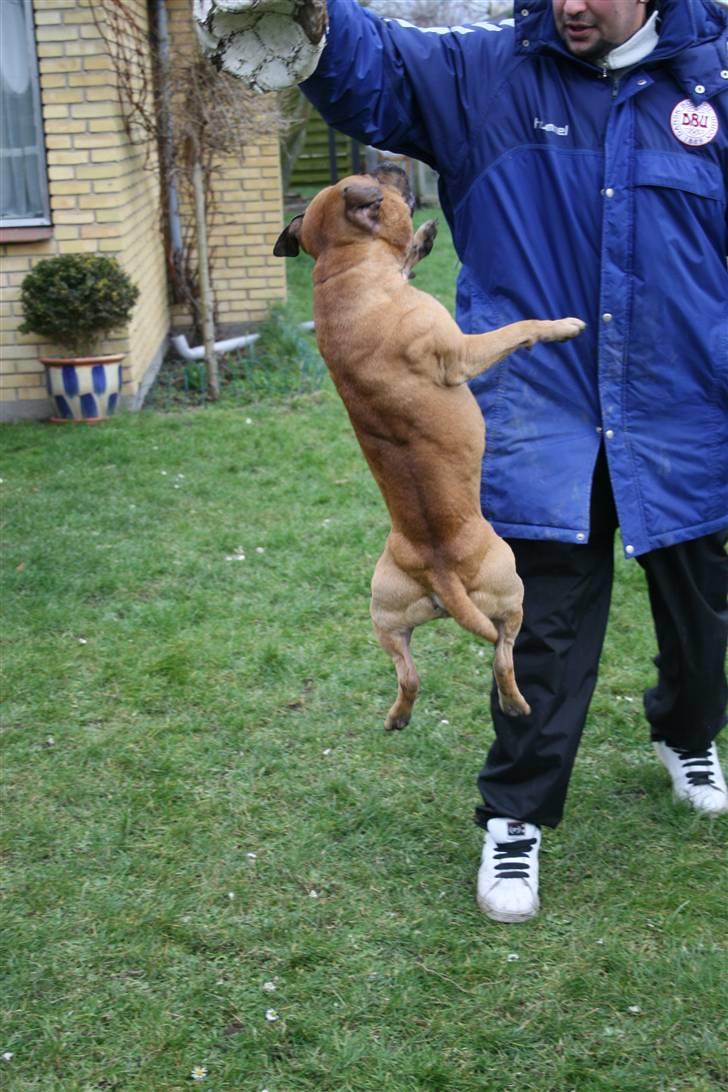 Staffordshire bull terrier Chang billede 9