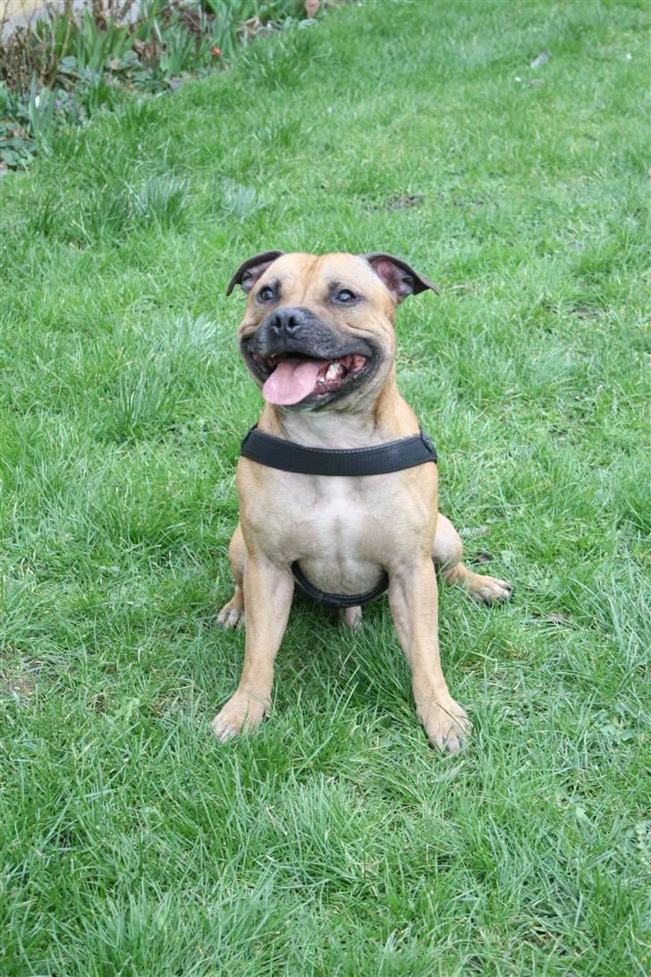 Staffordshire bull terrier Chang billede 10