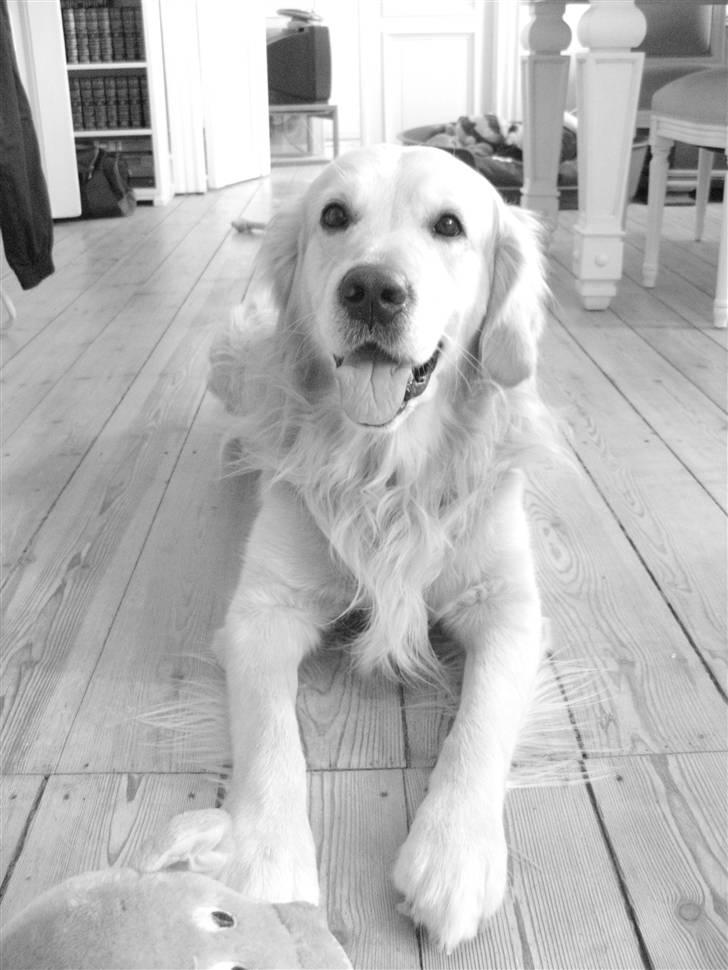 Golden retriever Valde billede 14
