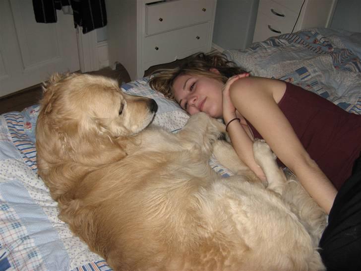 Golden retriever Valde - Bonus og Valde billede 15