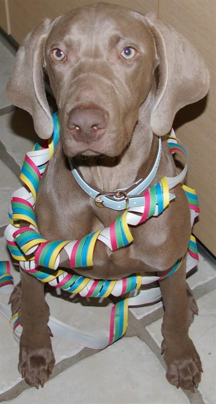 Weimaraner Aica Silver Hunters Aslan billede 2