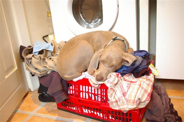 Weimaraner Aica Silver Hunters Aslan billede 3