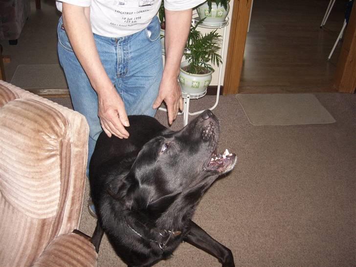 Blanding af racer Micki - ja ja jeg vil gerne lege med dig  billede 8