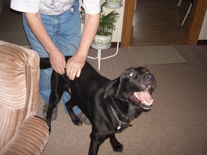 Blanding af racer Micki billede 9