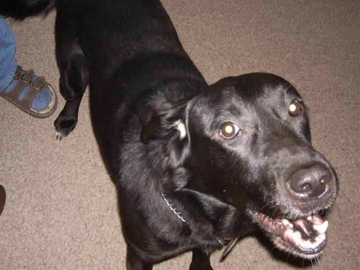 Blanding af racer Micki billede 10