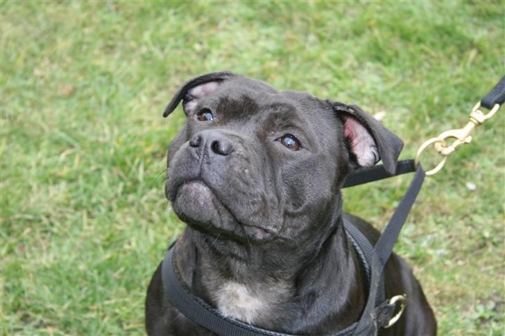 Staffordshire bull terrier Gucci billede 2