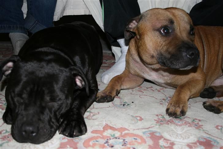 Staffordshire bull terrier Gucci billede 3